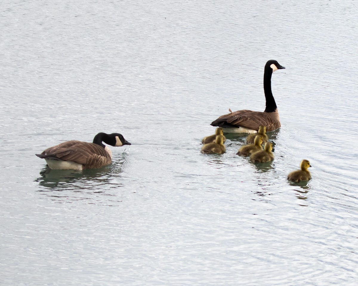 Canada Goose - Jim Triplett