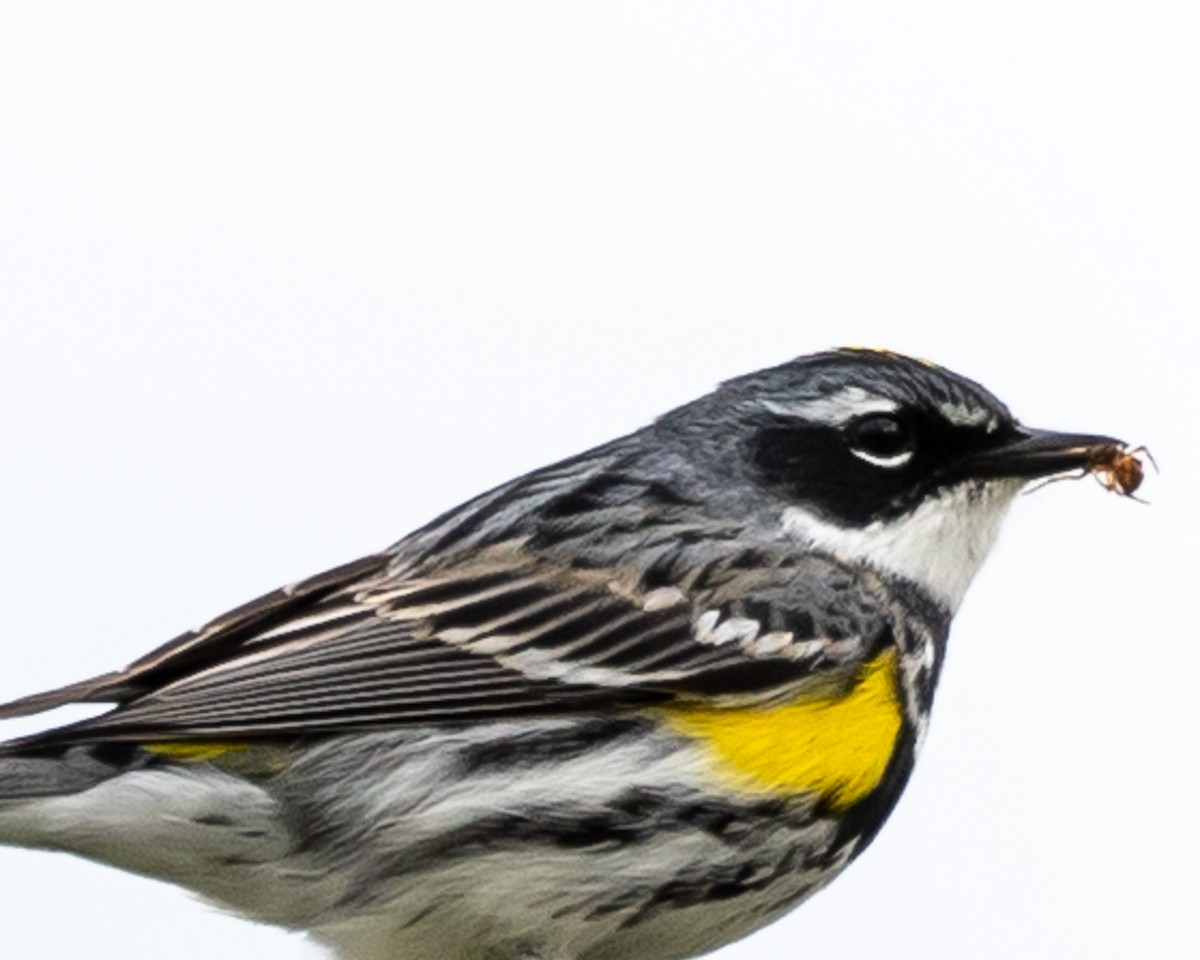 Yellow-rumped Warbler - Jim Triplett