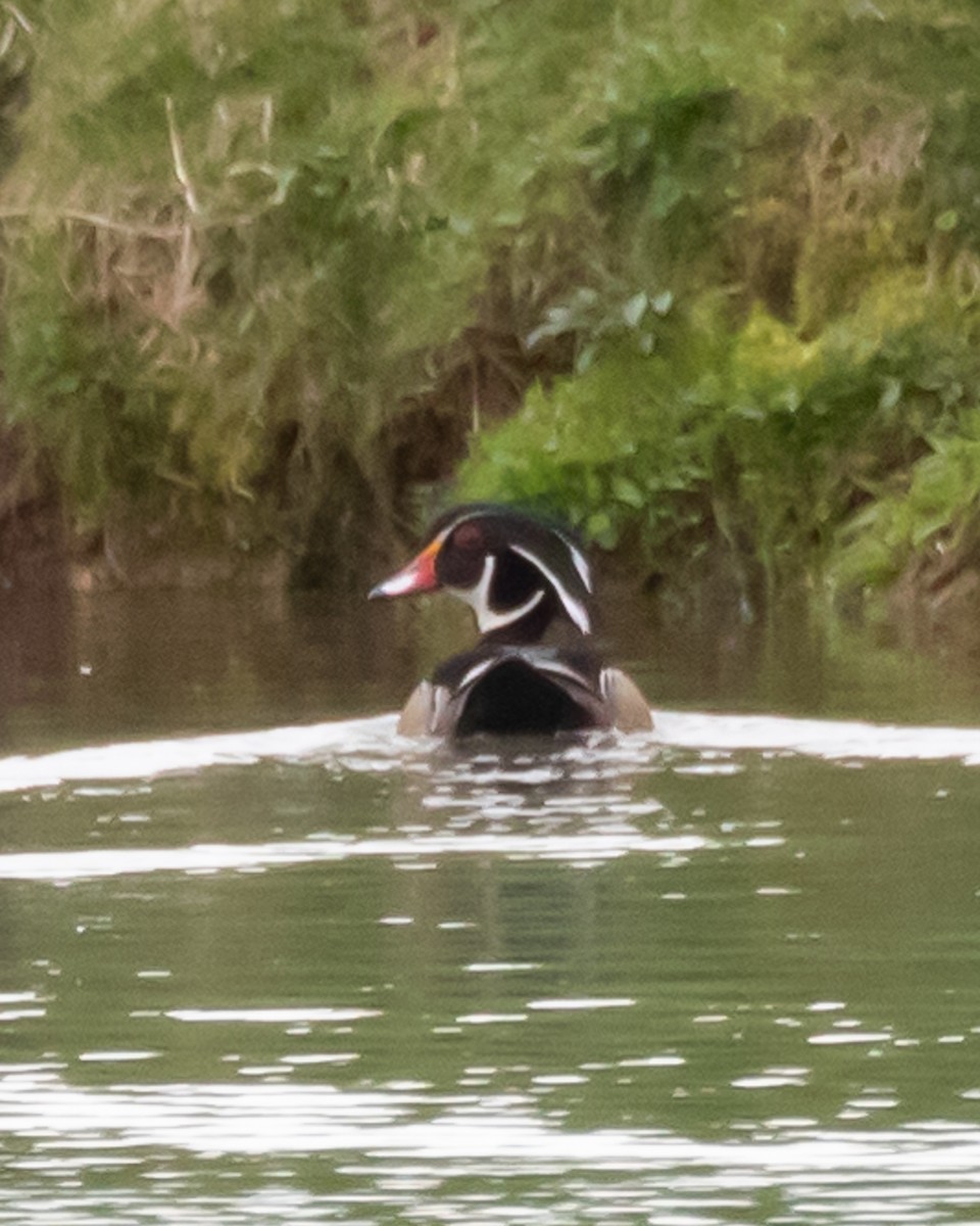 Wood Duck - Jim Triplett