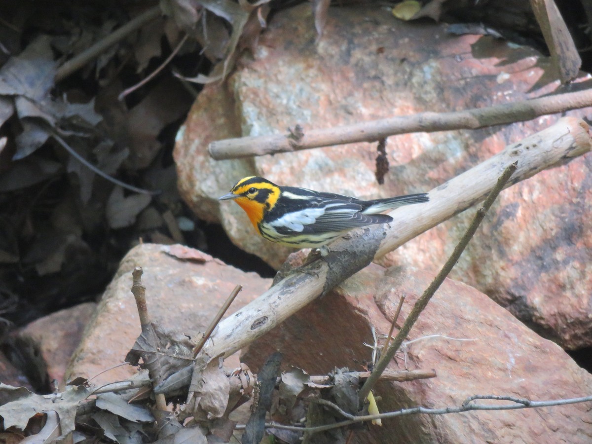 Blackburnian Warbler - ML443194071