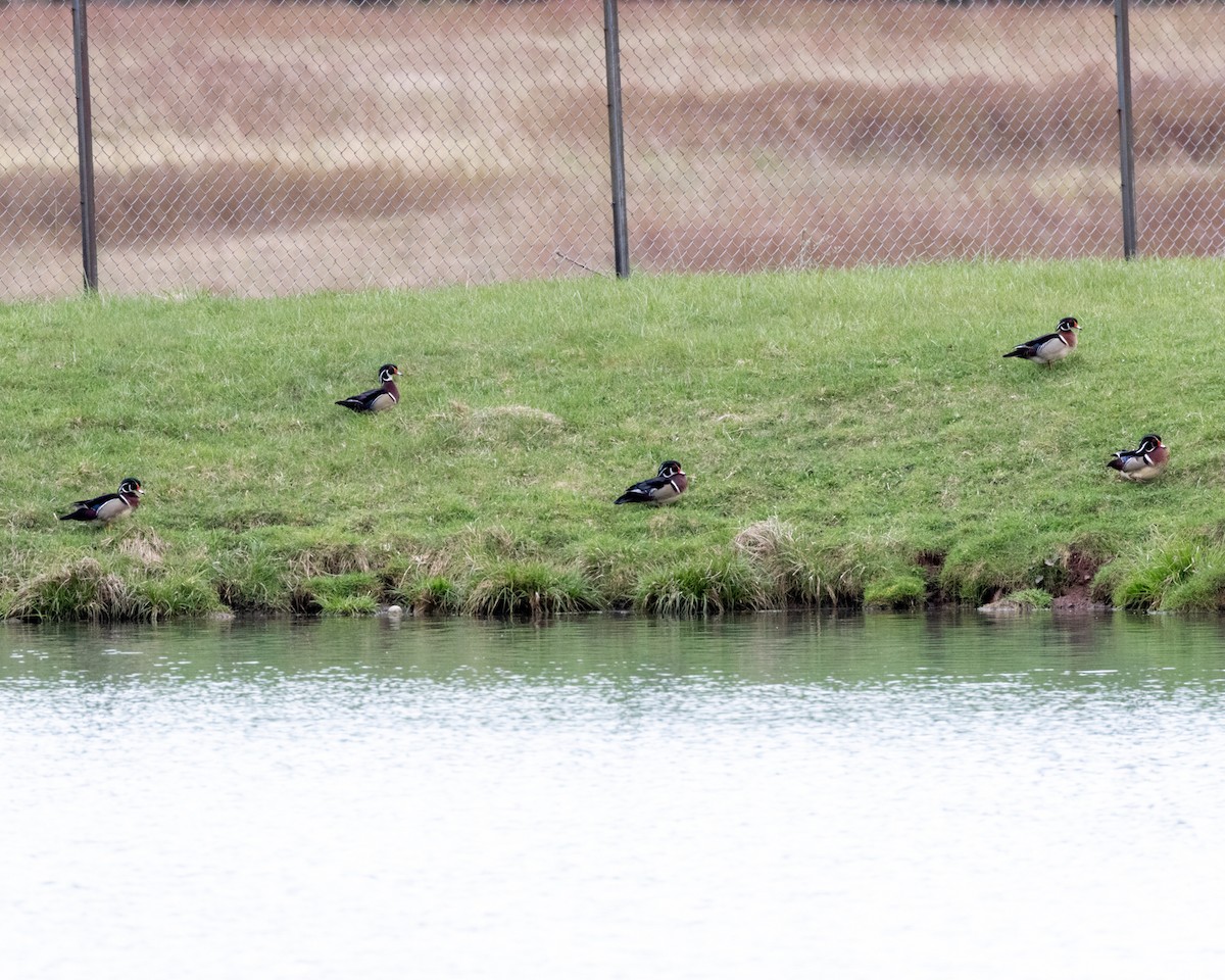 Wood Duck - ML443194321