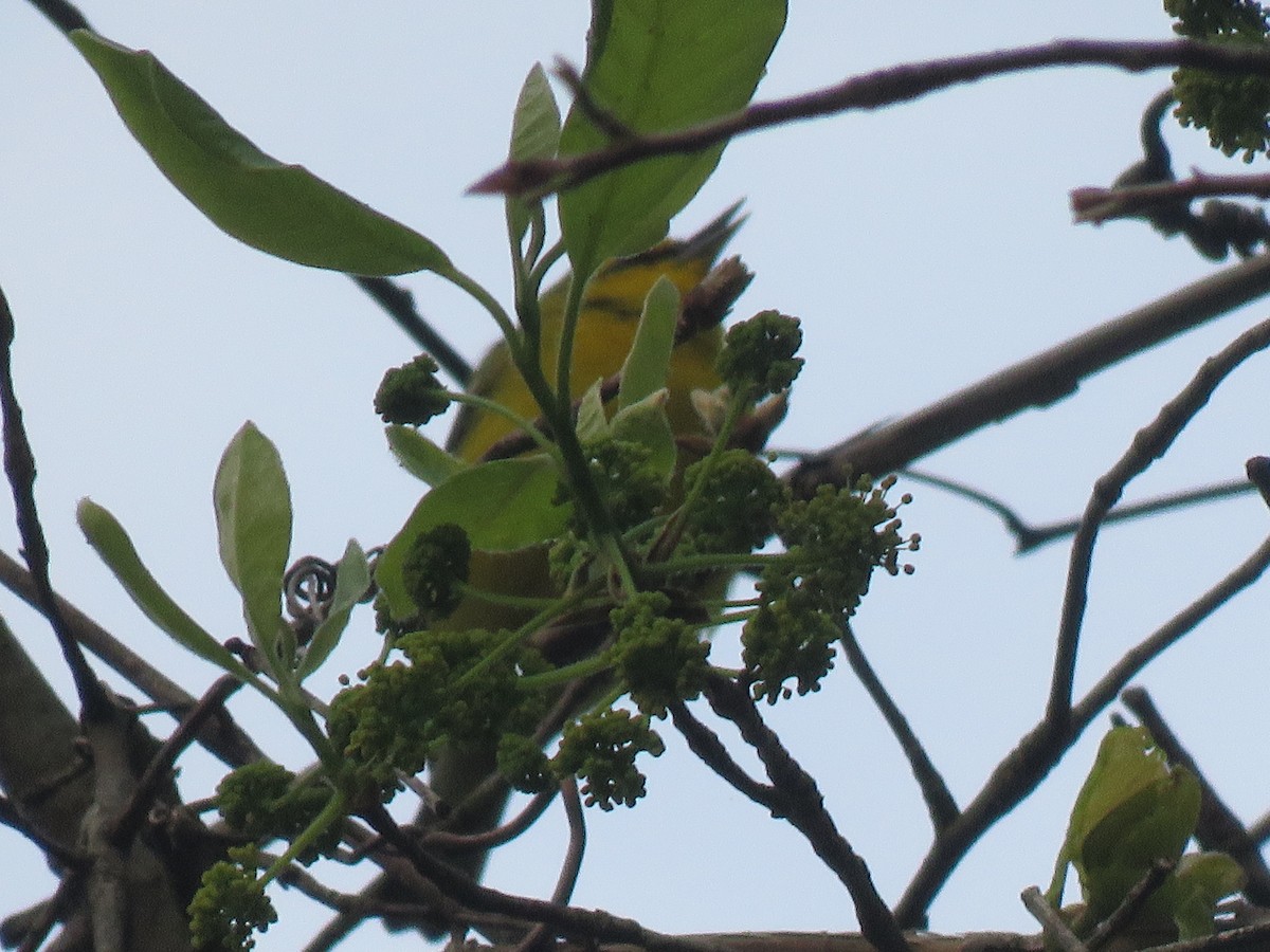 Blue-winged Warbler - Charlie Coddington