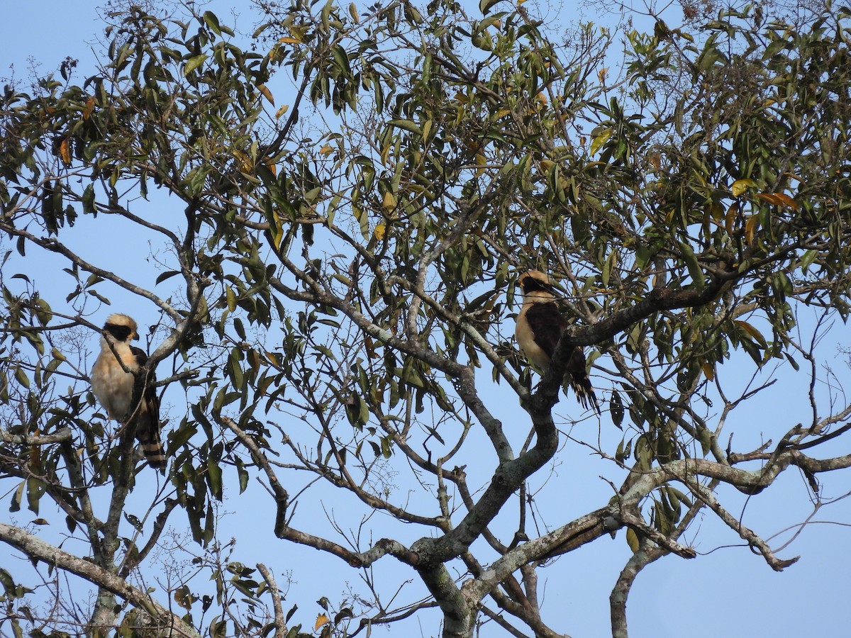 Laughing Falcon - ML443194341