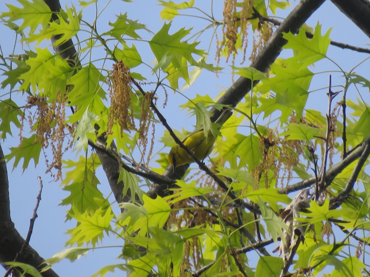 Blue-winged Warbler - ML443194361