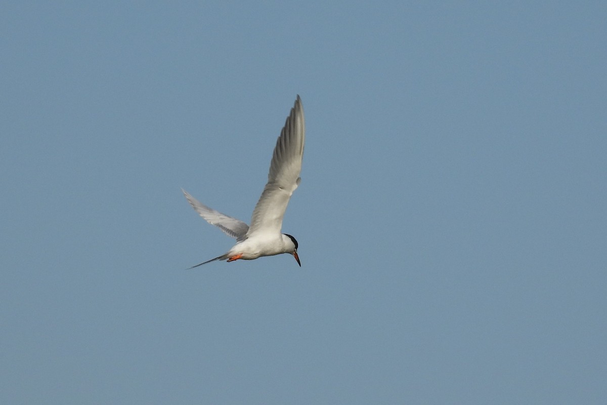 Forster's Tern - ML443195051