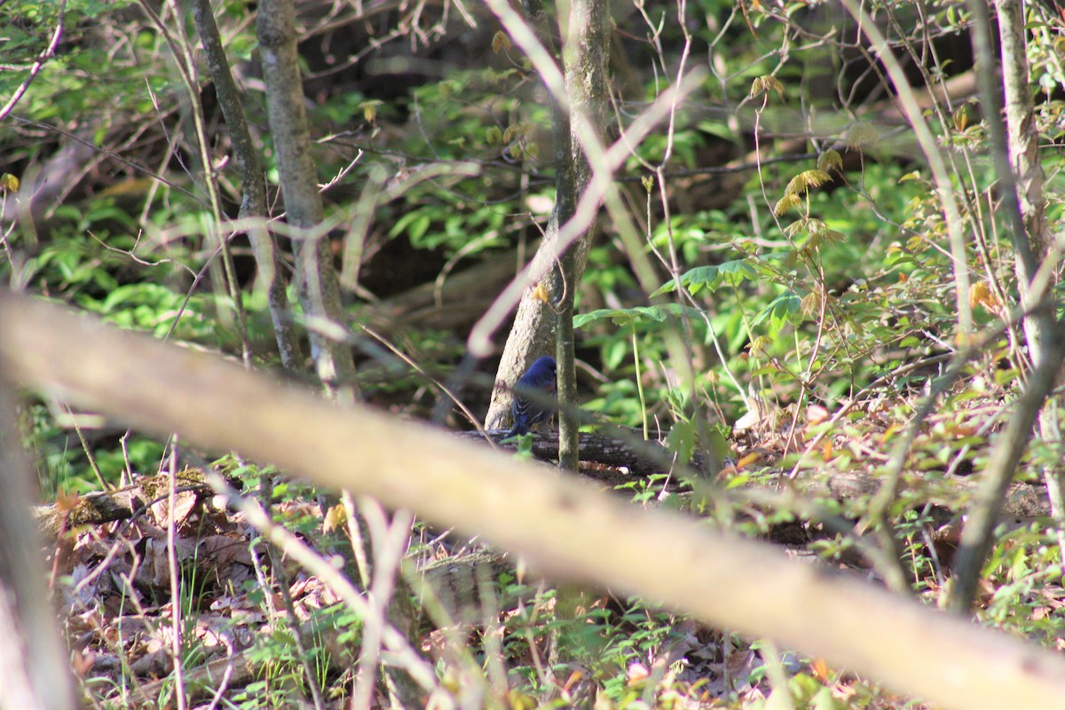 Blue Grosbeak - ML443195861