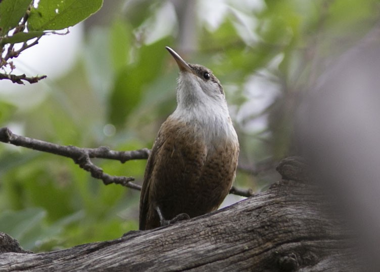 Canyon Wren - ML443196531