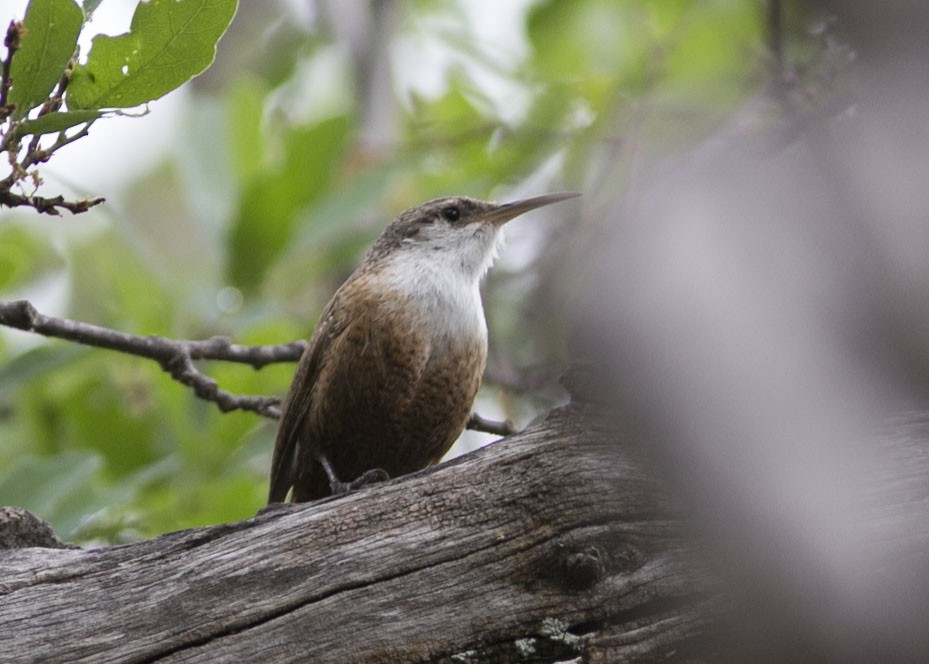 Canyon Wren - ML443196541