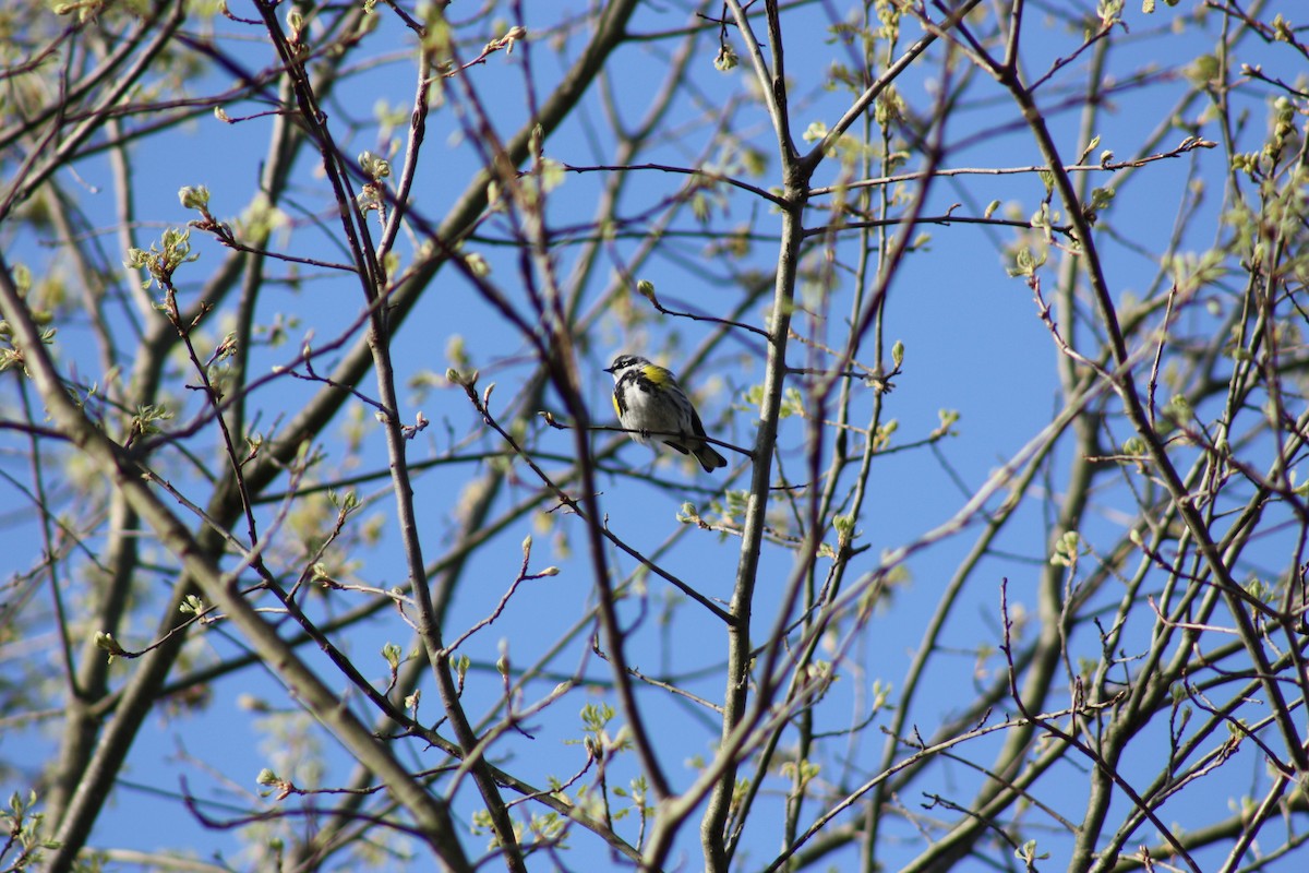 Yellow-rumped Warbler - ML443196741