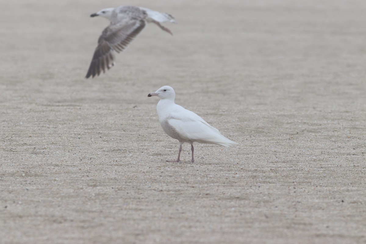 Glaucous Gull - ML443196901