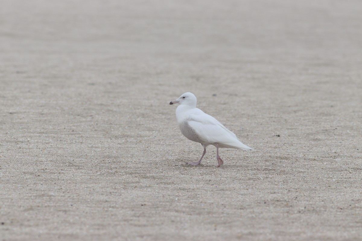 Glaucous Gull - ML443196951