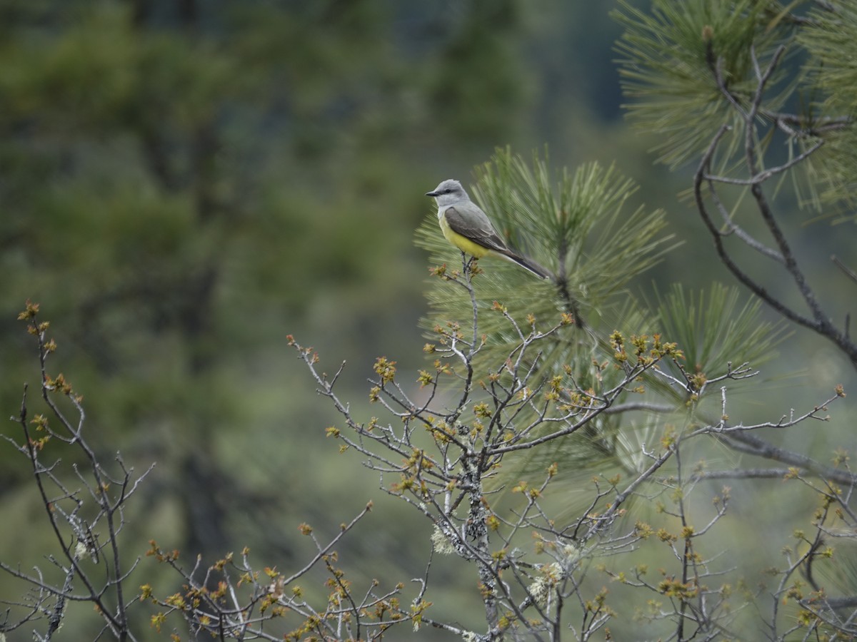 Western Kingbird - ML443198161