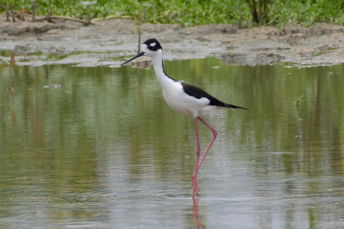 Schwarznacken-Stelzenläufer - ML443200001