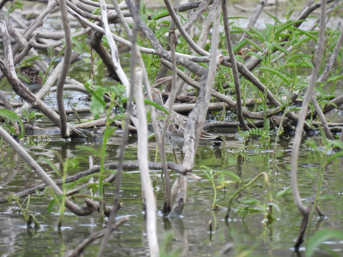 Lesser Yellowlegs - ML443201001