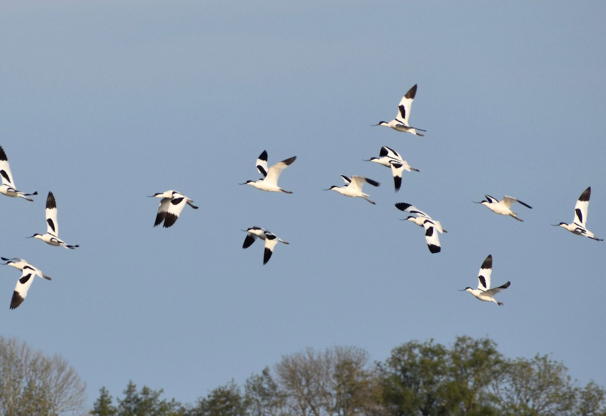 Pied Avocet - ML443204531