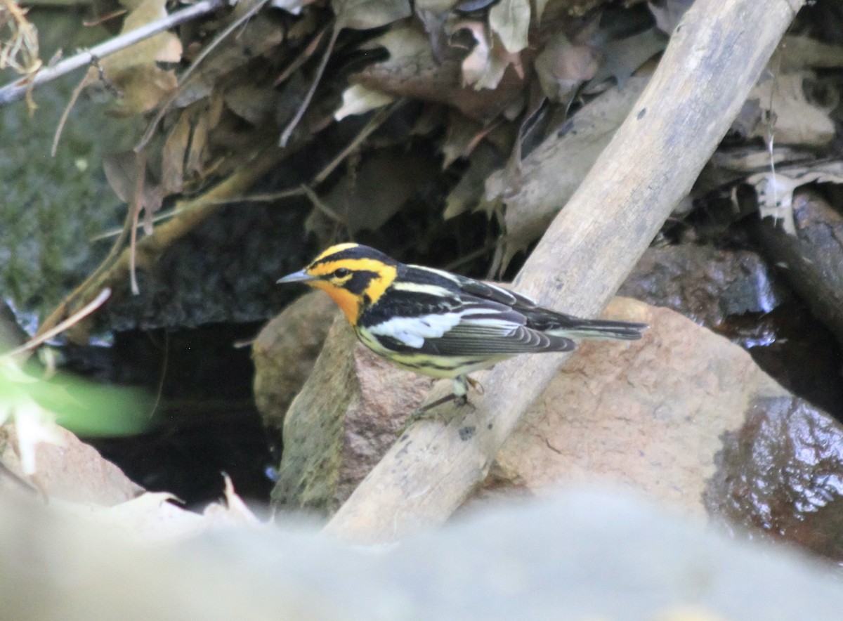 Blackburnian Warbler - ML443204891