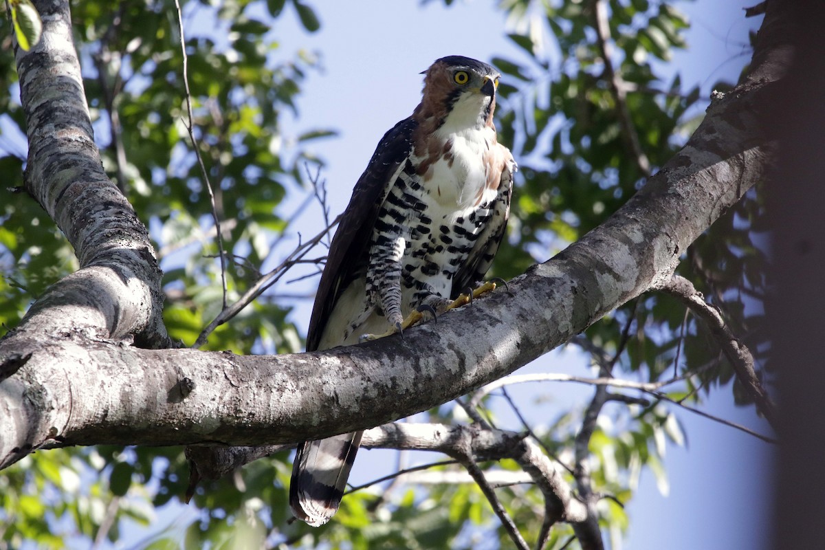 orel zdobený - ML443207801