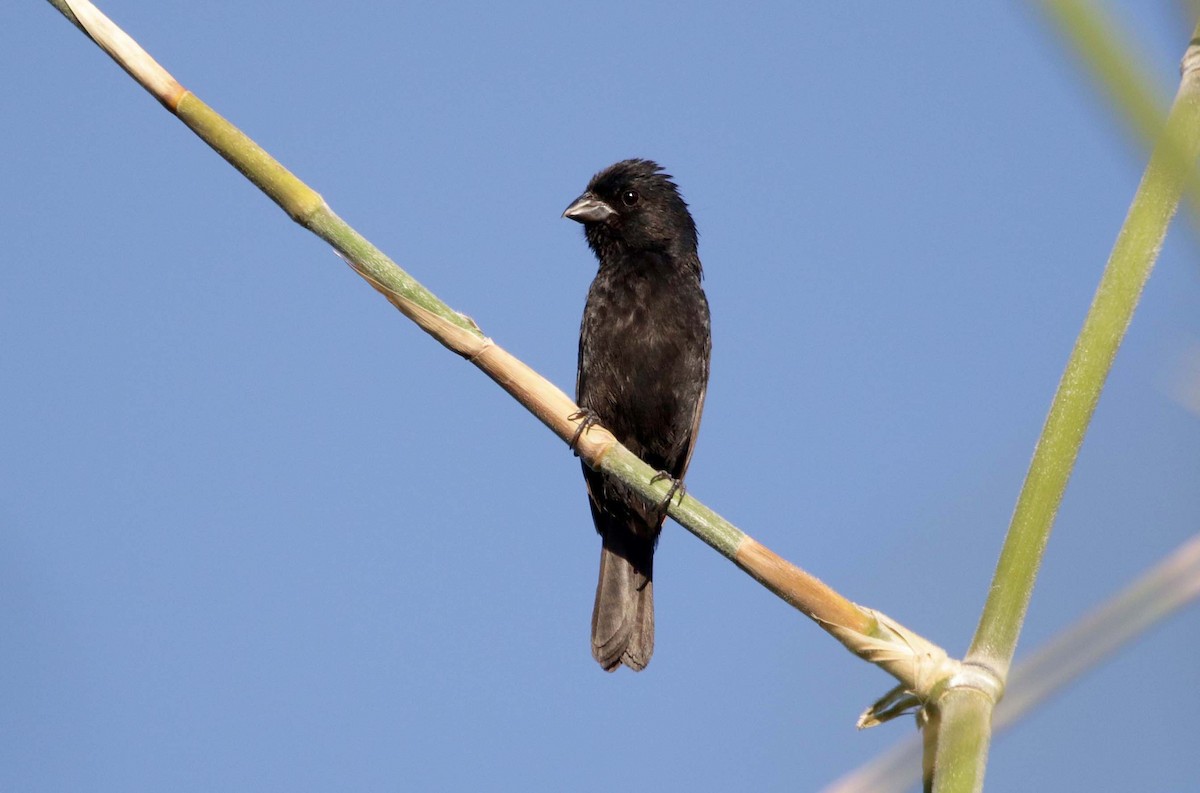 Blackish-blue Seedeater - ML443208731