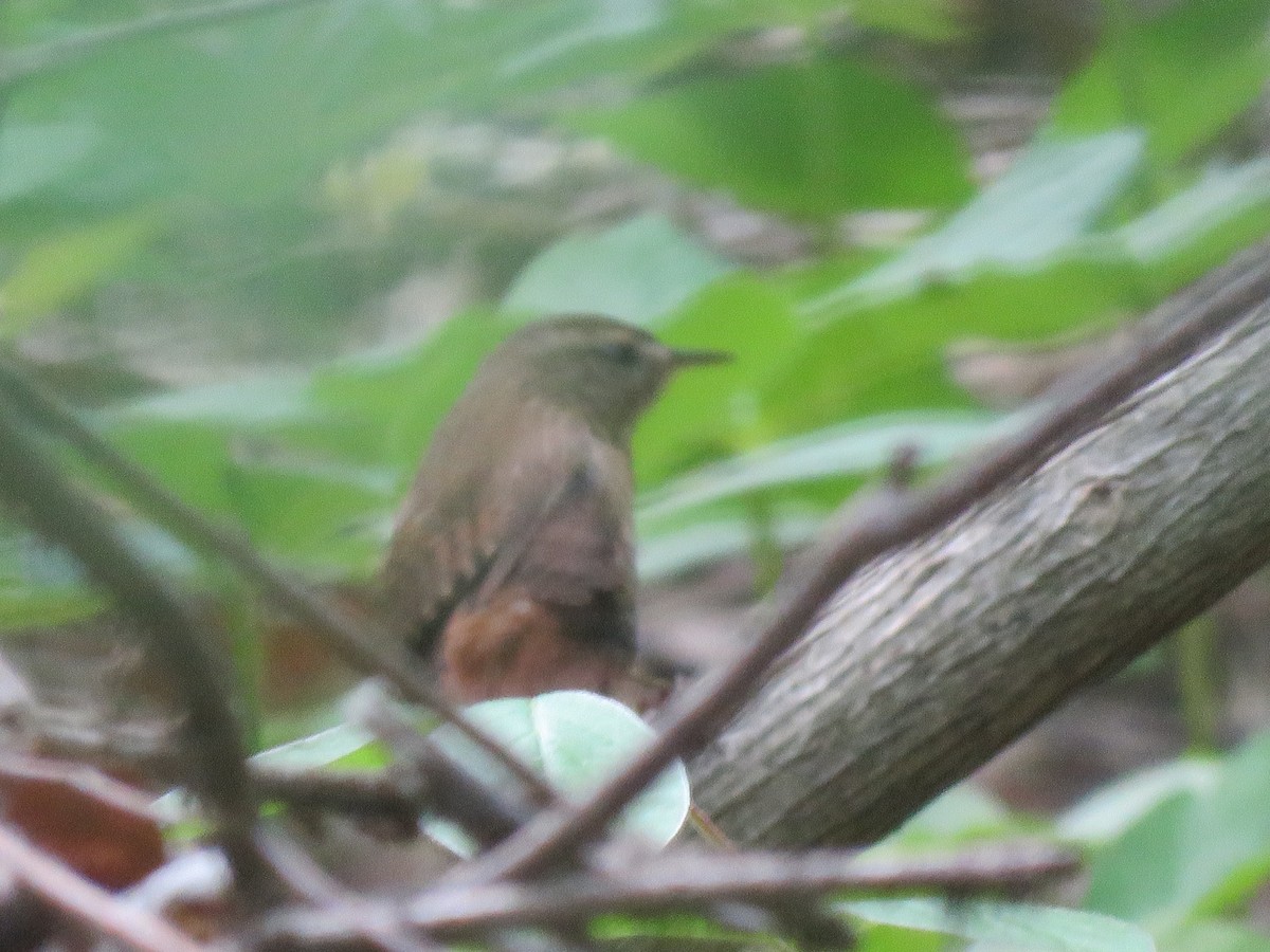 Winter Wren - Charlie Coddington