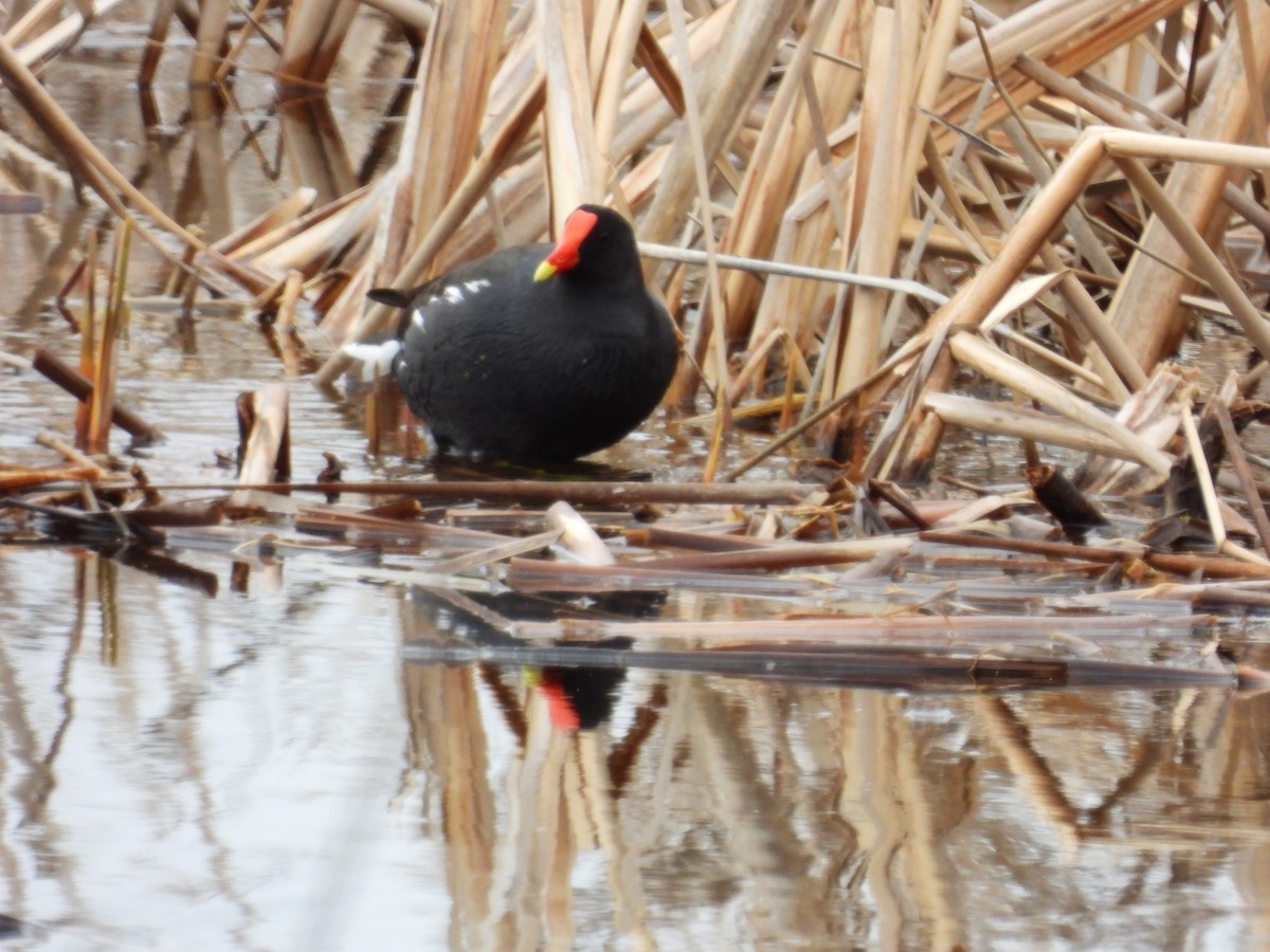 Gallinule d'Amérique - ML443212851