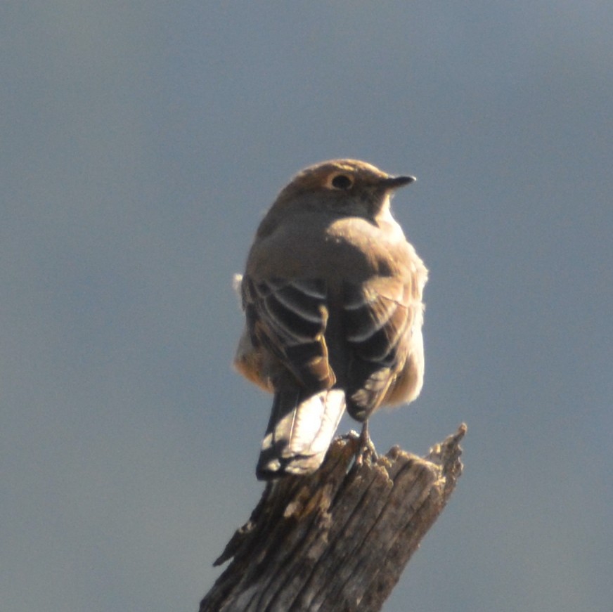 Townsend's Solitaire - ML443213851