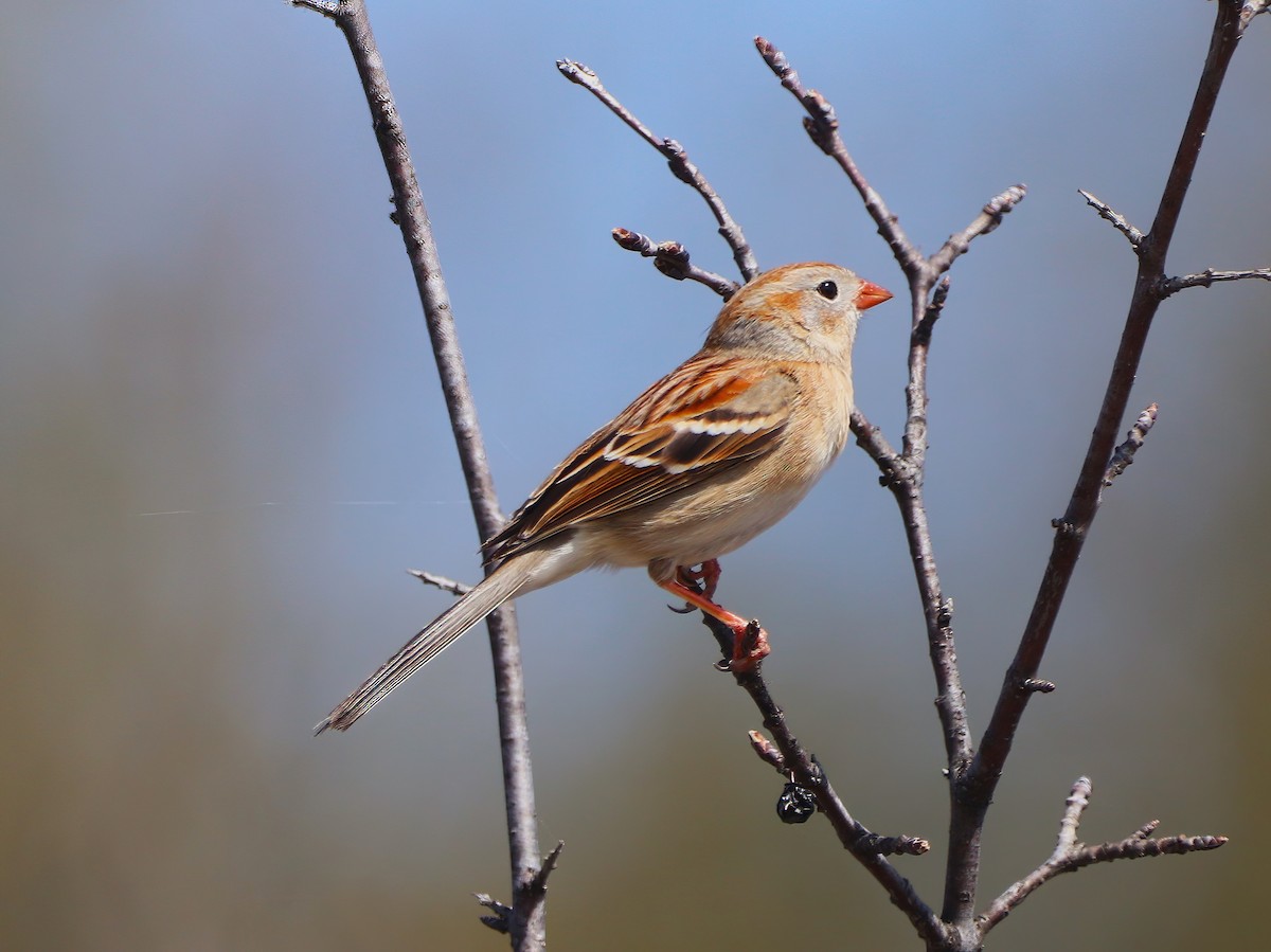 Field Sparrow - ML443216381