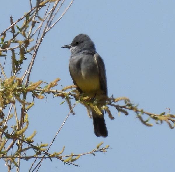 Cassin's Kingbird - ML443217041