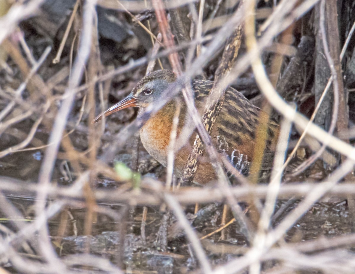 Virginia Rail - ML44321711