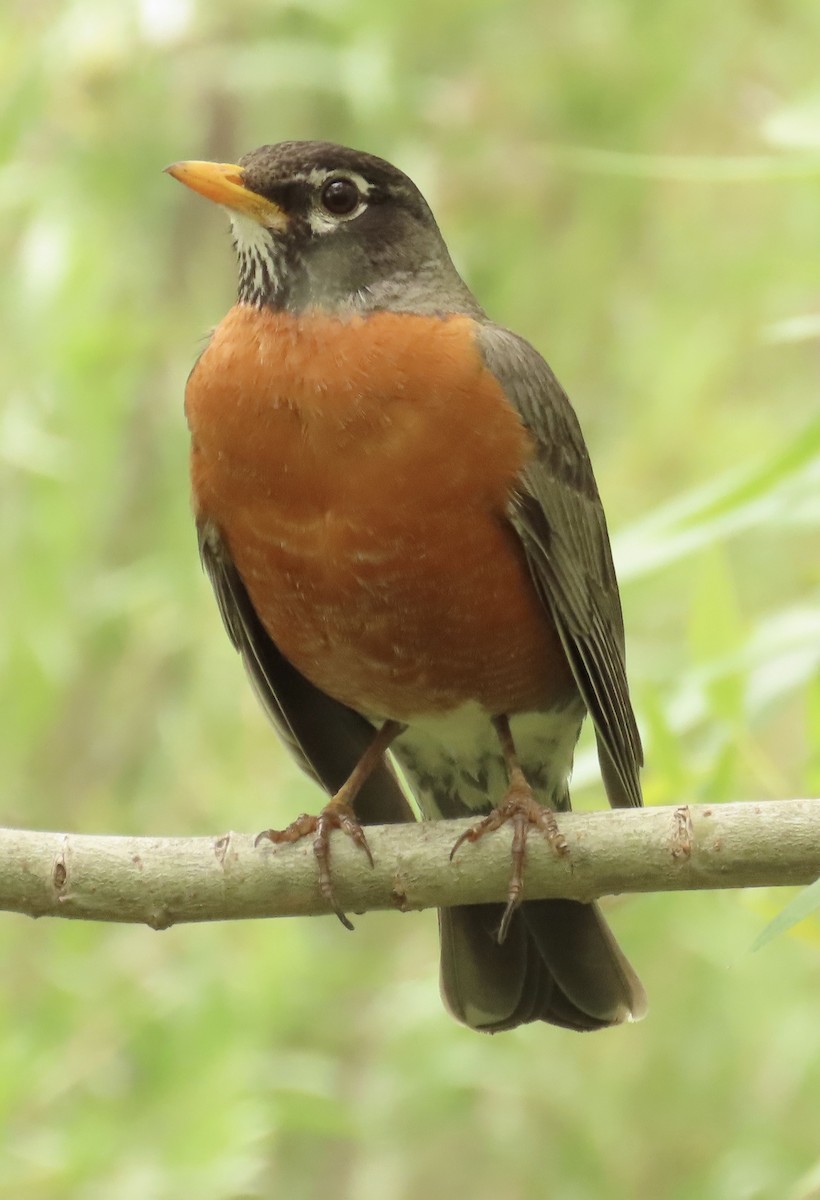 American Robin - ML443218261