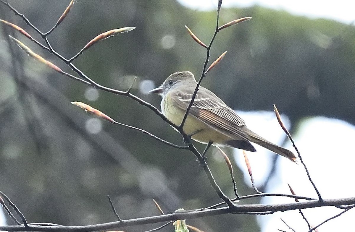 Great Crested Flycatcher - ML443219431