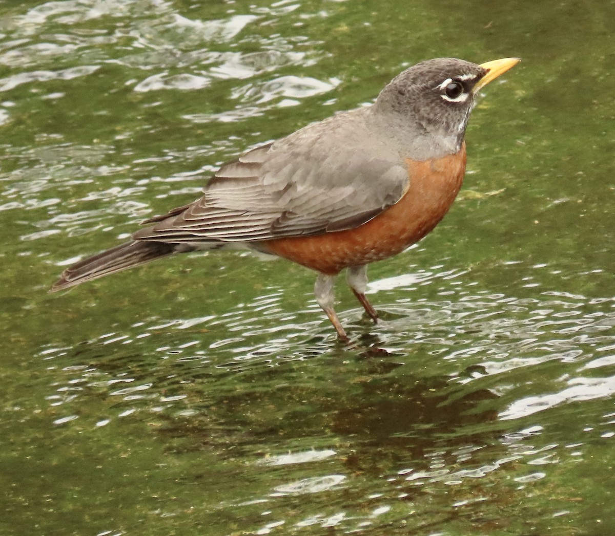 American Robin - Nancy Salem