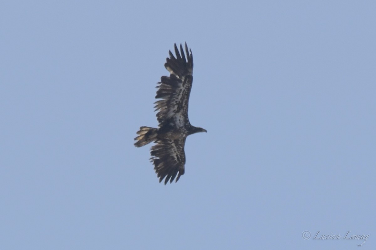 Bald Eagle - ML443221431