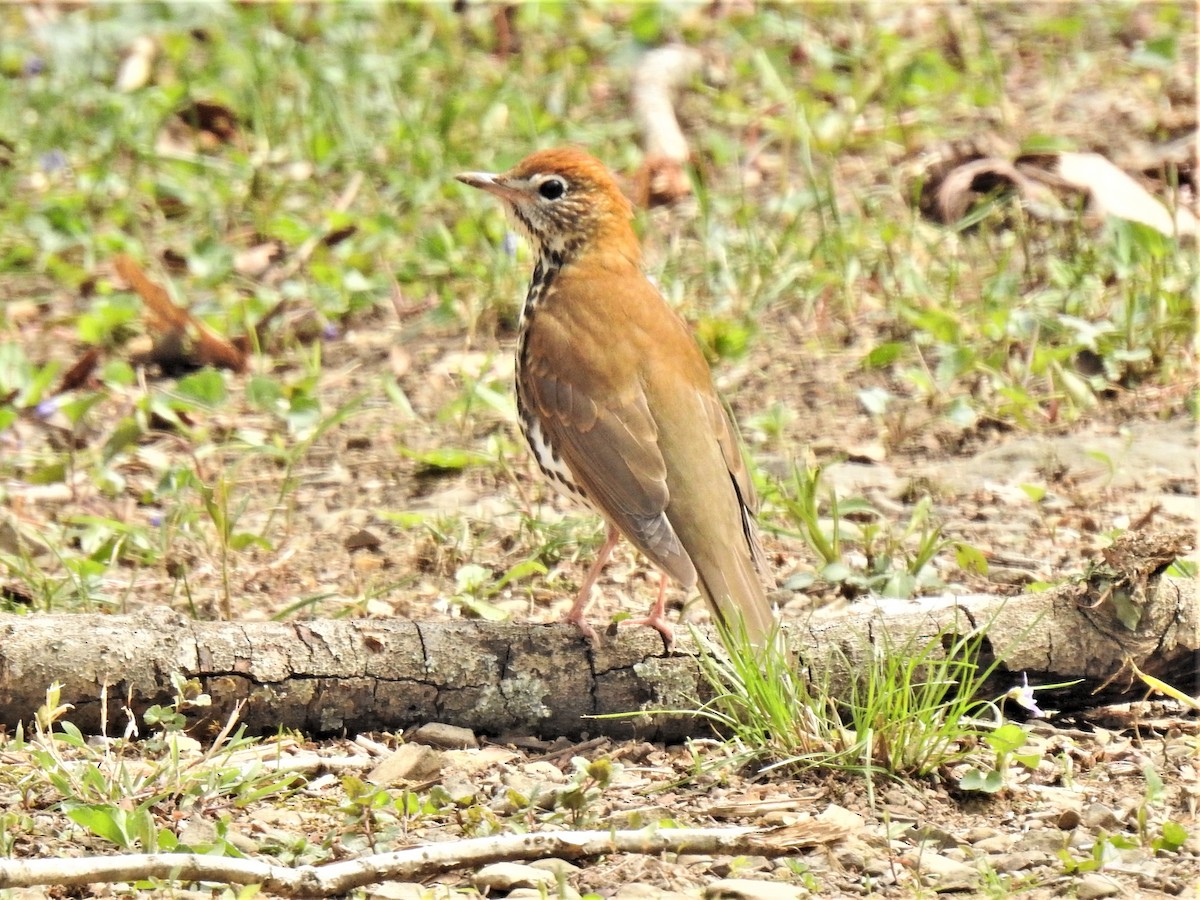 Wood Thrush - ML443221521