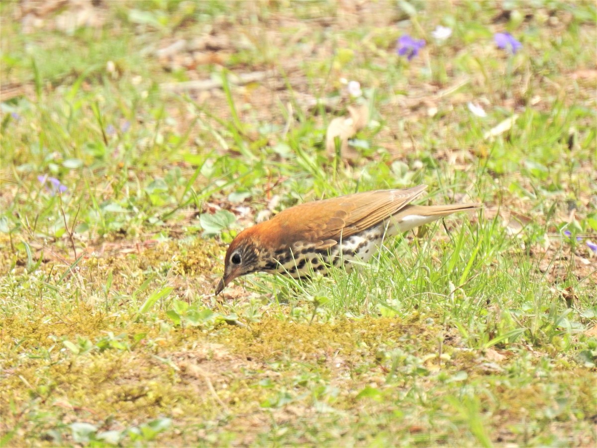 Wood Thrush - ML443221561