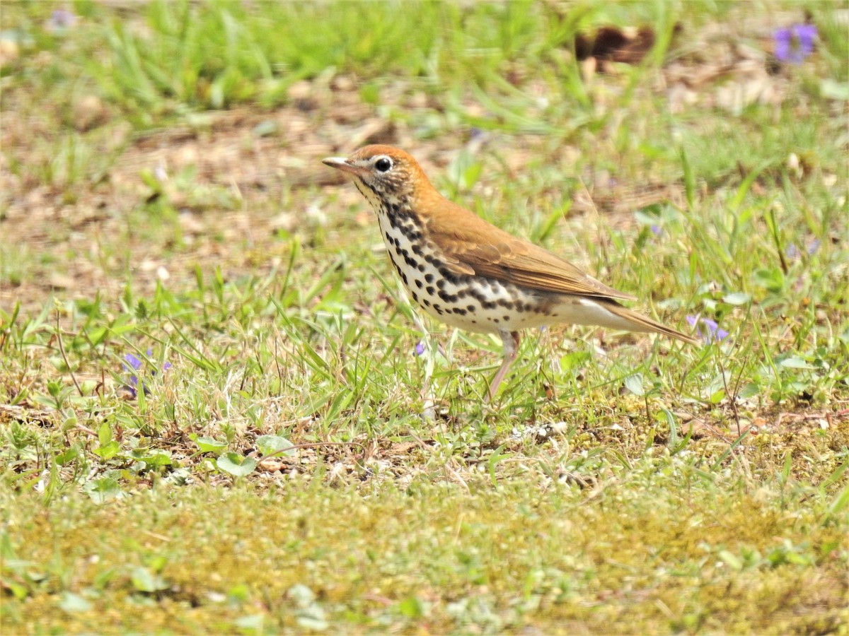 Wood Thrush - ML443221571