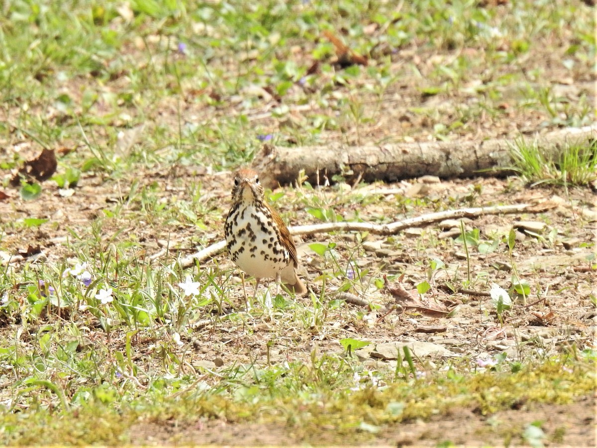 Wood Thrush - ML443221581