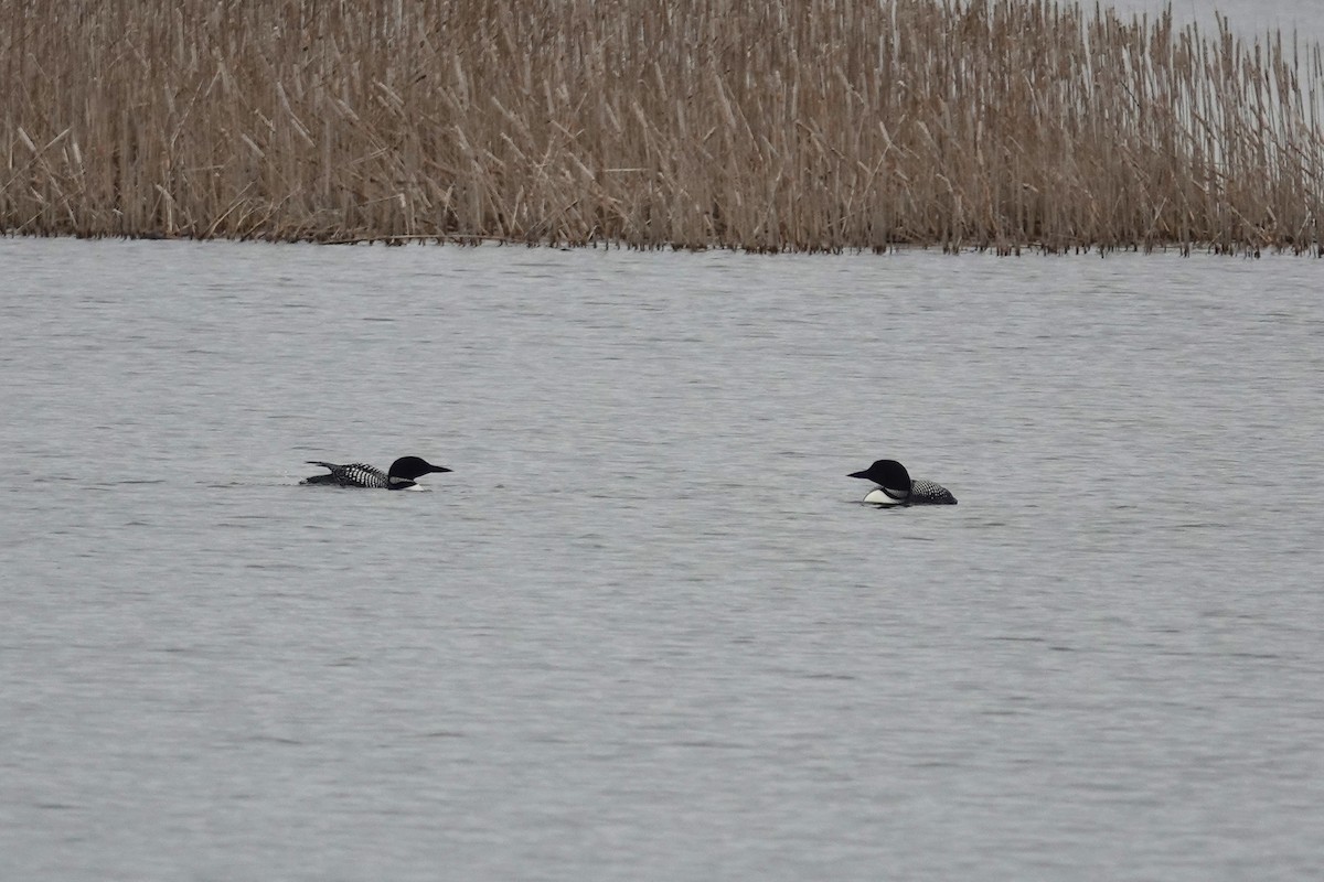 Common Loon - ML443222111