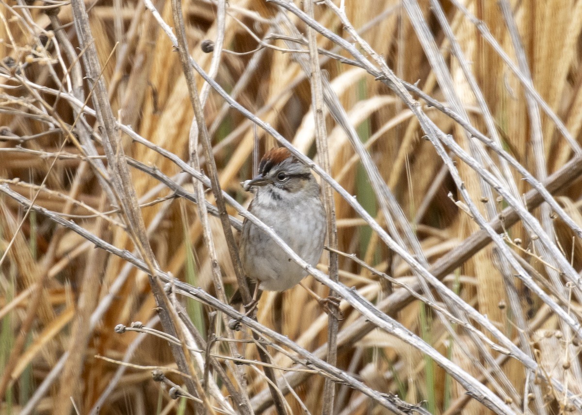 Swamp Sparrow - ML443222251