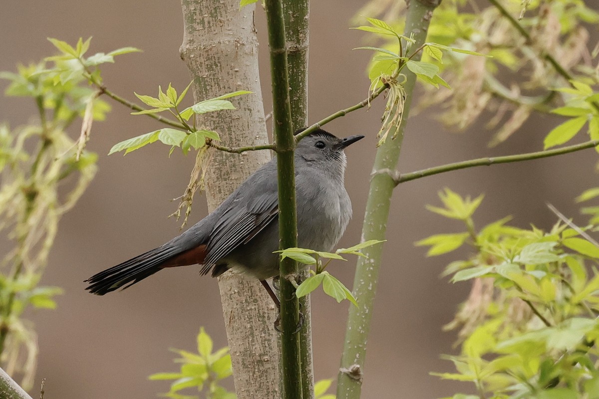 Gray Catbird - ML443224421