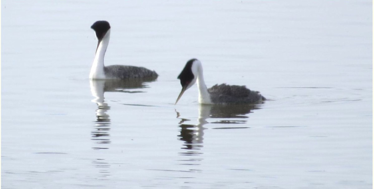 Western Grebe - ML443225781