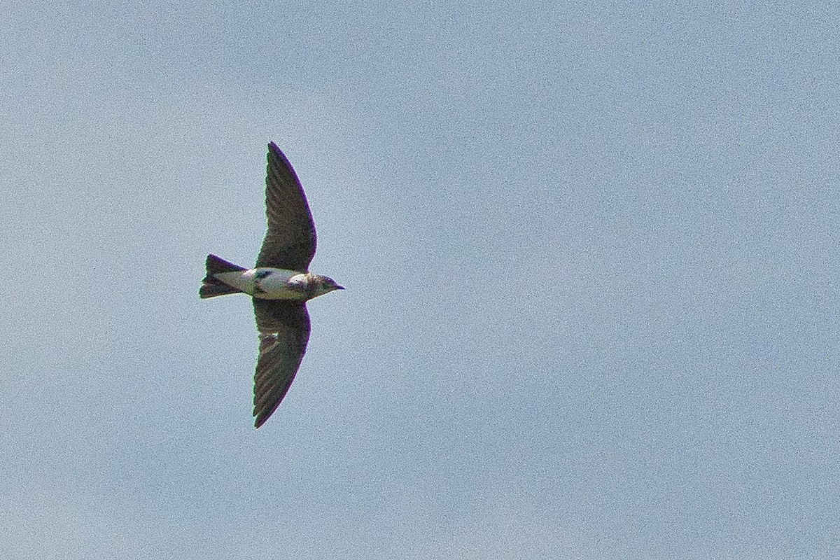 Bank Swallow - ML443227041