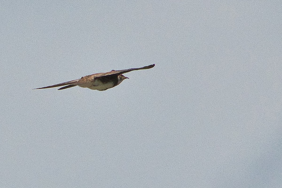 Bank Swallow - ML443227051