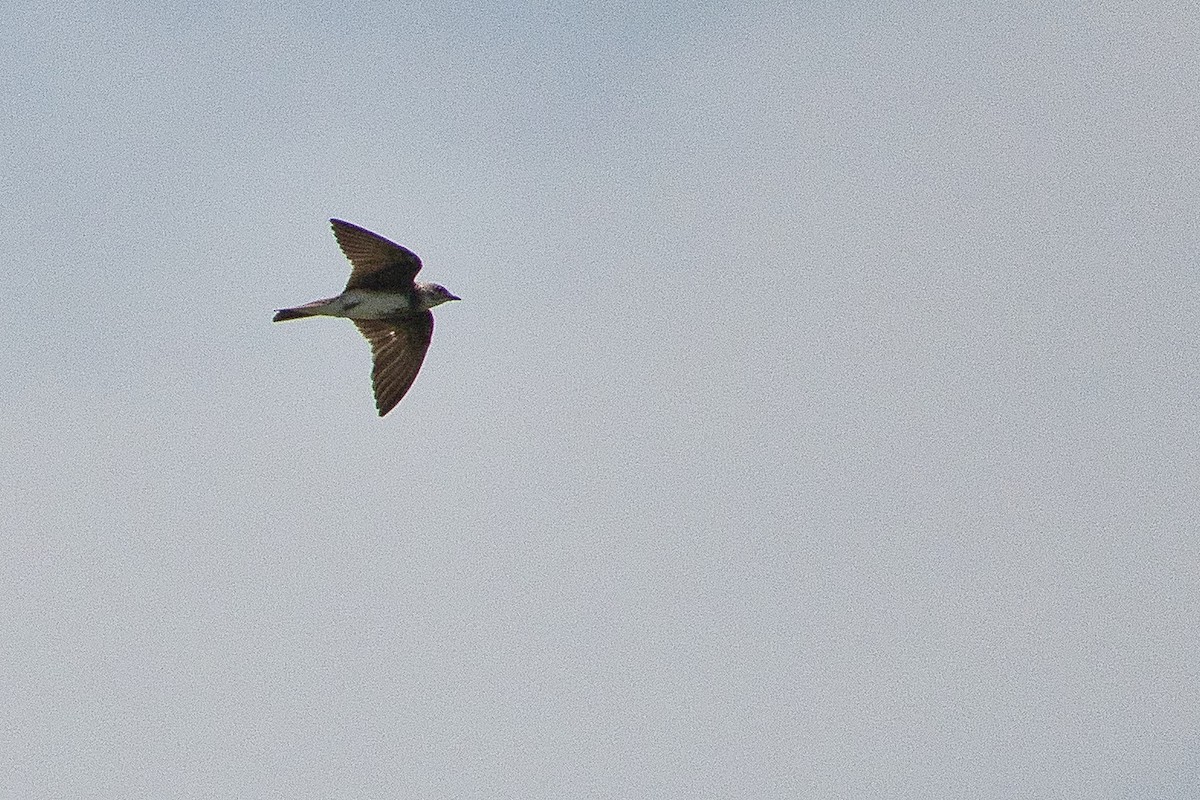 Bank Swallow - ML443227081