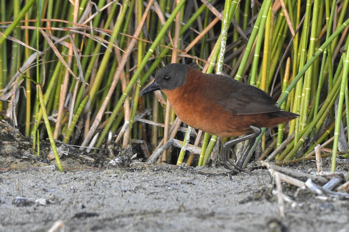 ズグロコビトクイナ - ML443227761