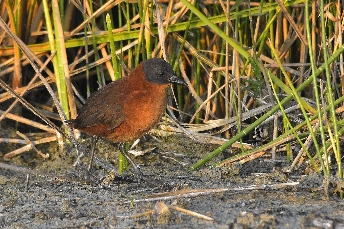 Ruddy Crake - ML443227791