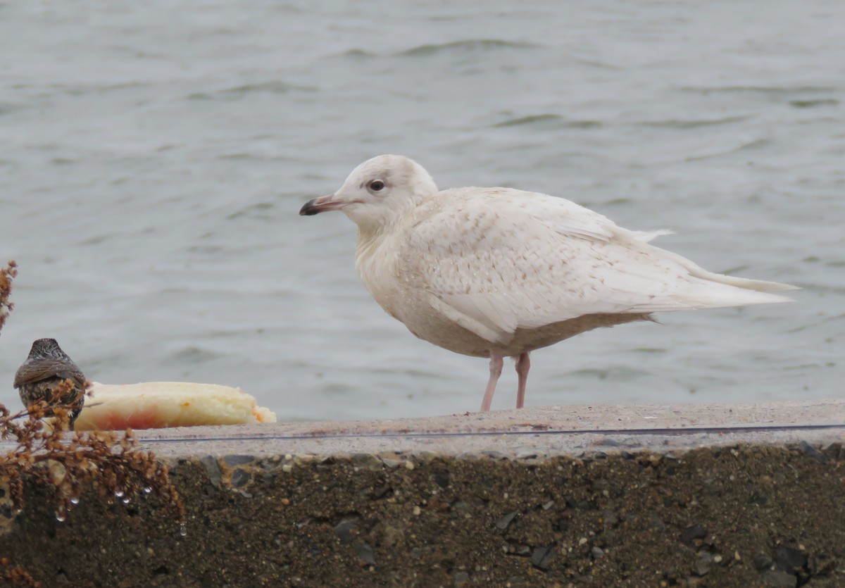 Gaviota Groenlandesa (kumlieni/glaucoides) - ML44322901