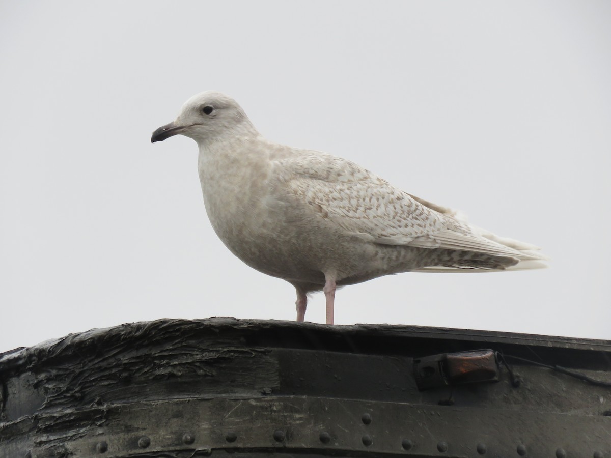 Gaviota Groenlandesa (kumlieni/glaucoides) - ML44322911