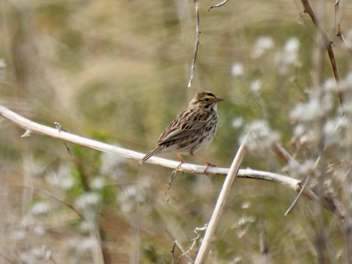 Savannah Sparrow - ML443229121