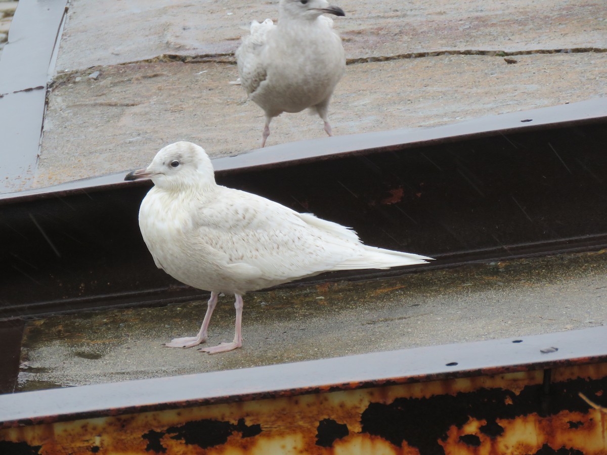 Gaviota Groenlandesa (kumlieni/glaucoides) - ML44322921