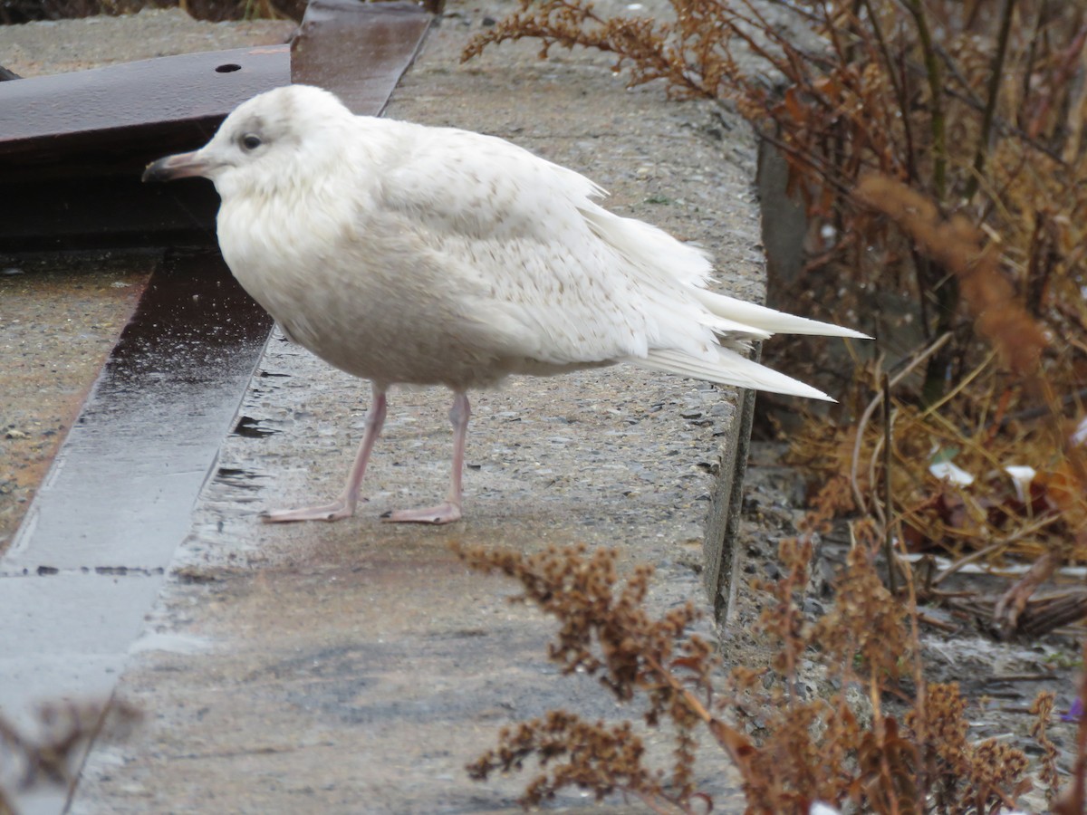 Gaviota Groenlandesa (kumlieni/glaucoides) - ML44322931